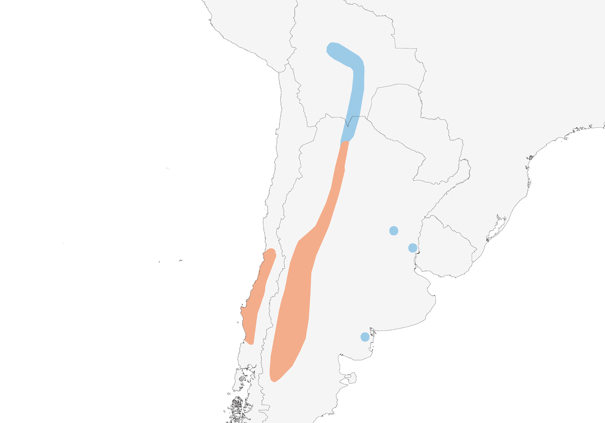Doradito de Dinelli, Distribution 1