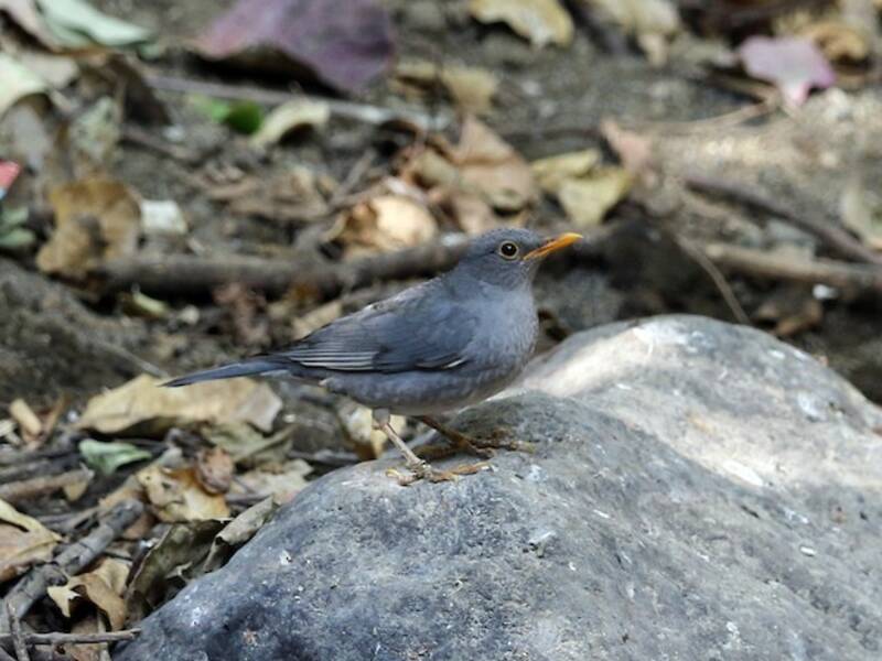 Tickell's Thrush, Photos 3