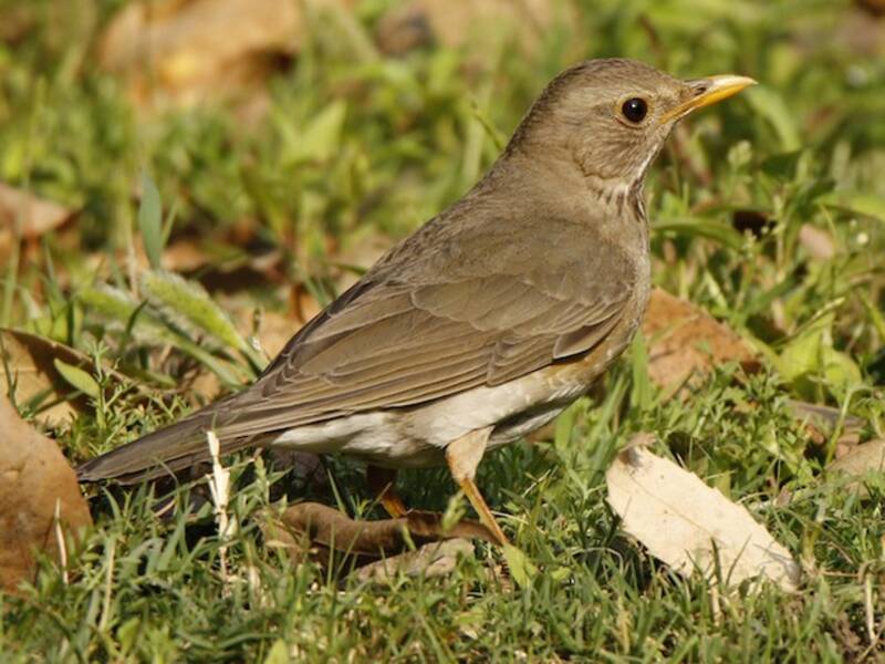 Tickell's Thrush, Photos 2