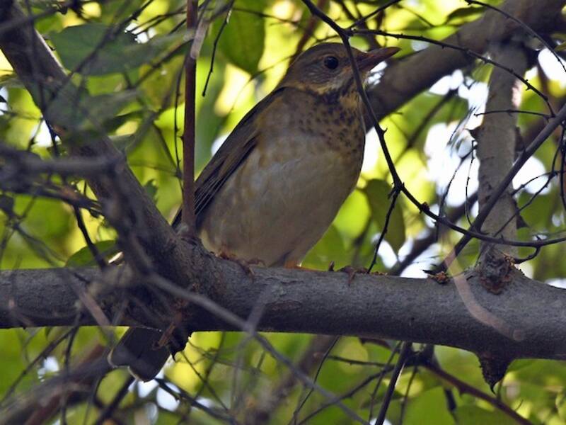 Tickell's Thrush, Photos 4