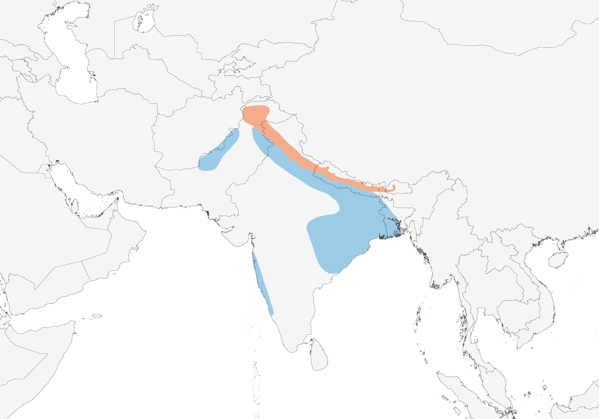 Tickell's Thrush, Distribution 1
