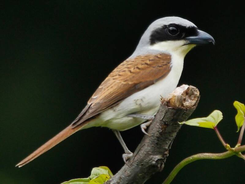 Tiger Shrike (Lanius tigrinus)