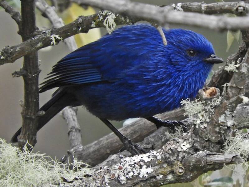 Dacnis Elegante, Fotos 2