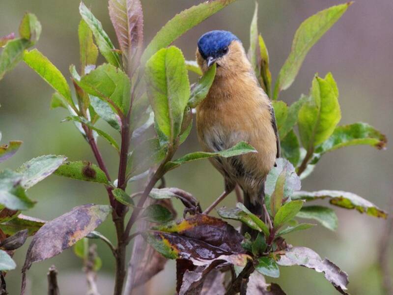 Dacnis Elegante, Fotos 4
