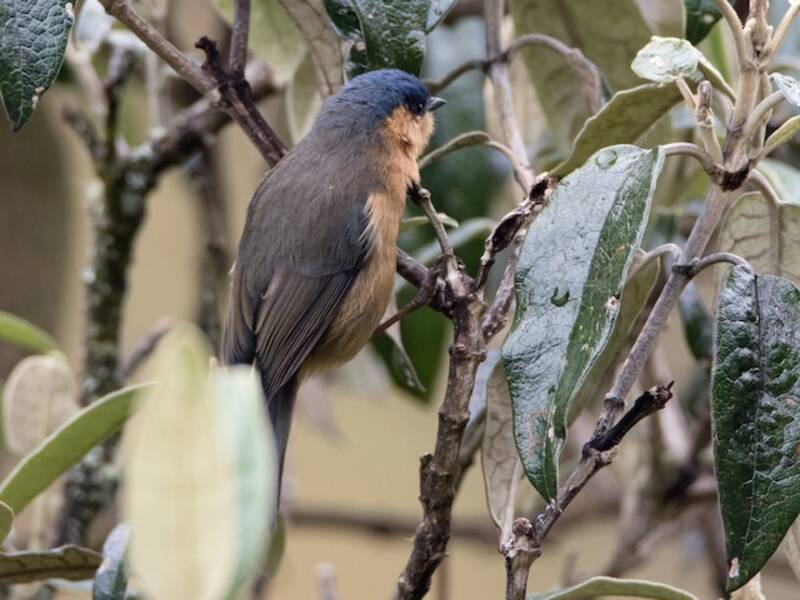 Dacnis Elegante, Fotos 3