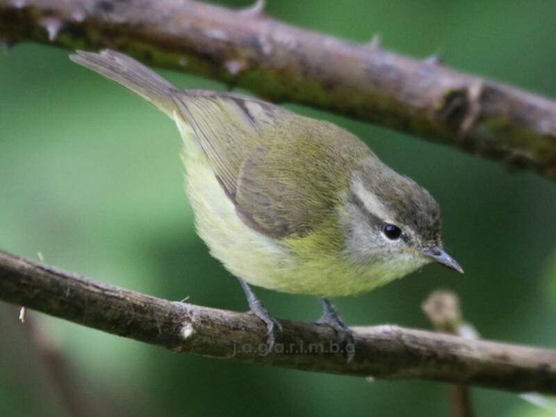 Timor Leaf Warbler, Photos 3