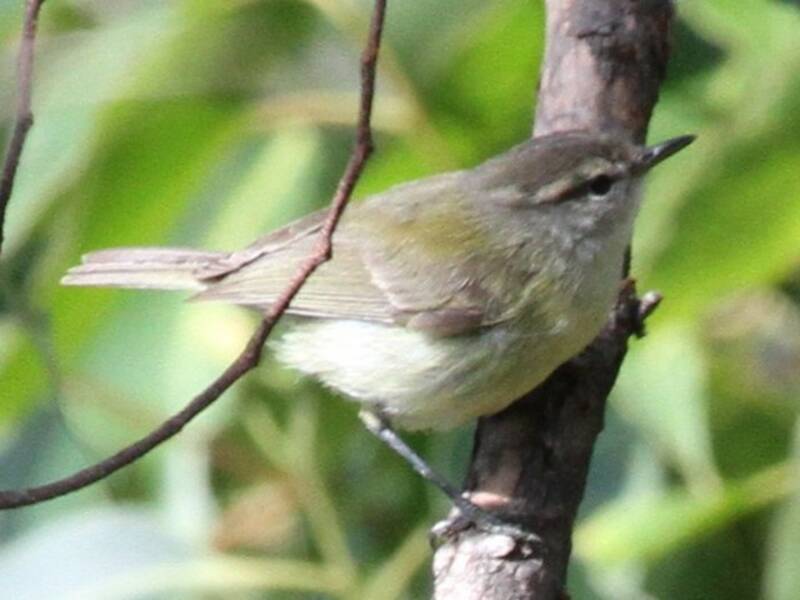 Timor Leaf Warbler, Photos 2