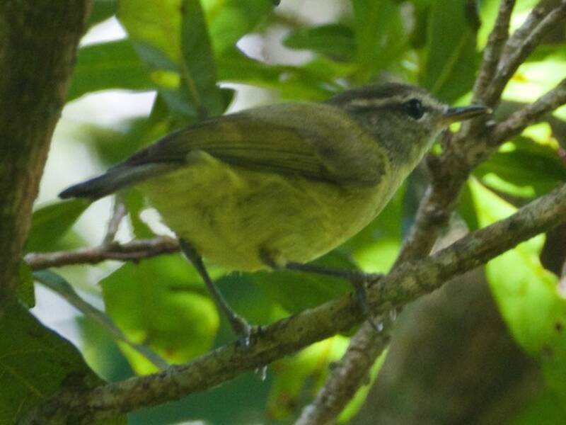 Timor Leaf Warbler