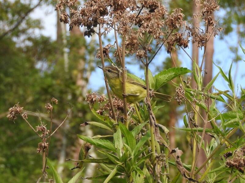 Timor Leaf Warbler, Photos 4