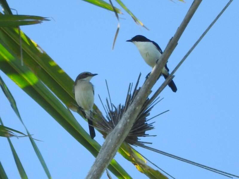 Tarabilla de Timor