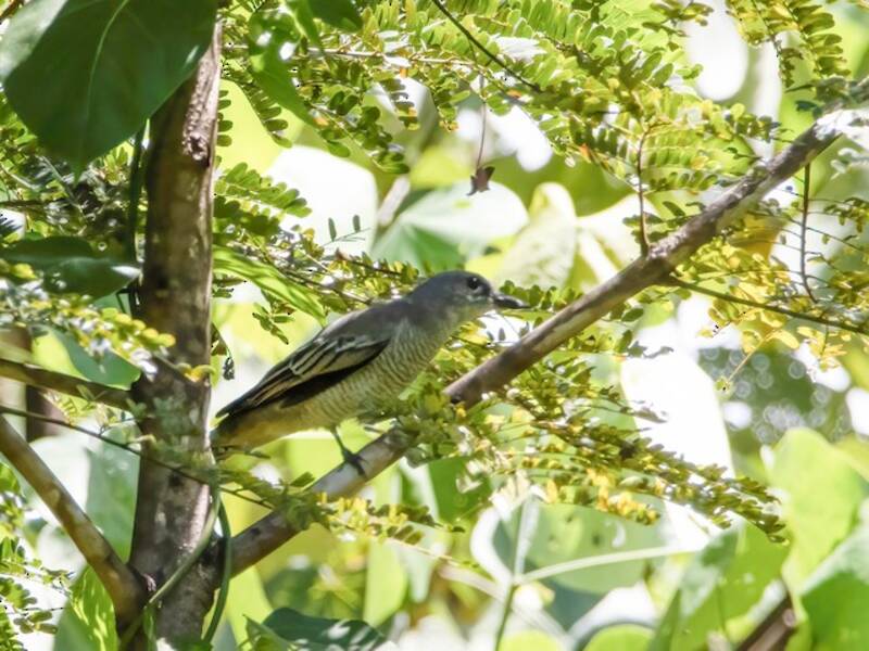 Timor Cicadabird, Photos 2