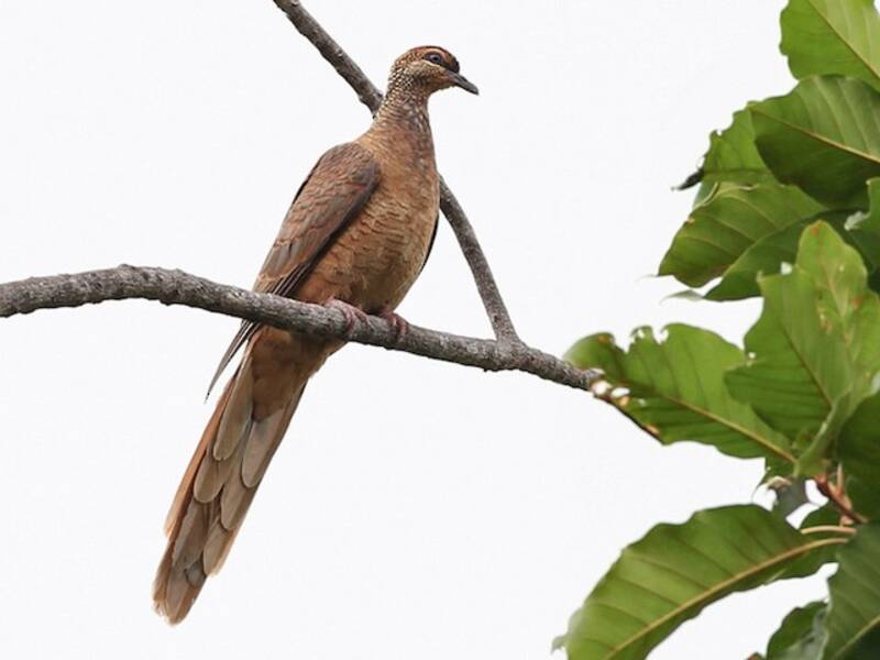 Timor Cuckoo-Dove, Photos 3