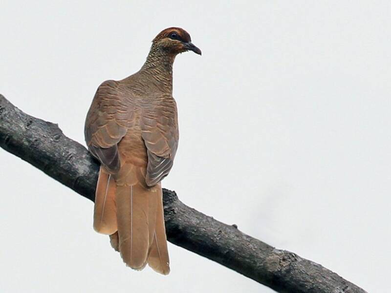 Timor Cuckoo-Dove, Photos 2