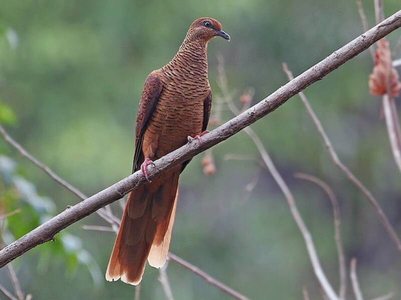 Timor Cuckoo-Dove