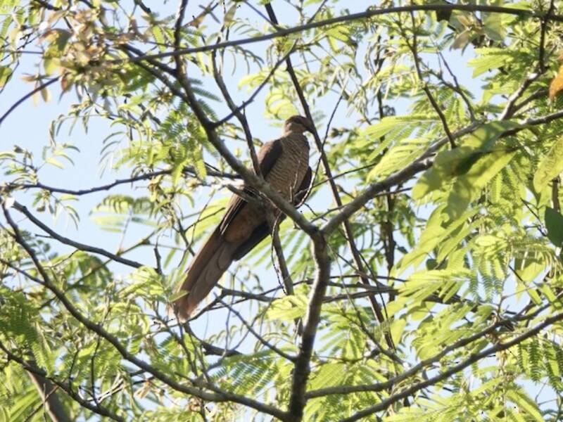 Timor Cuckoo-Dove, Photos 4