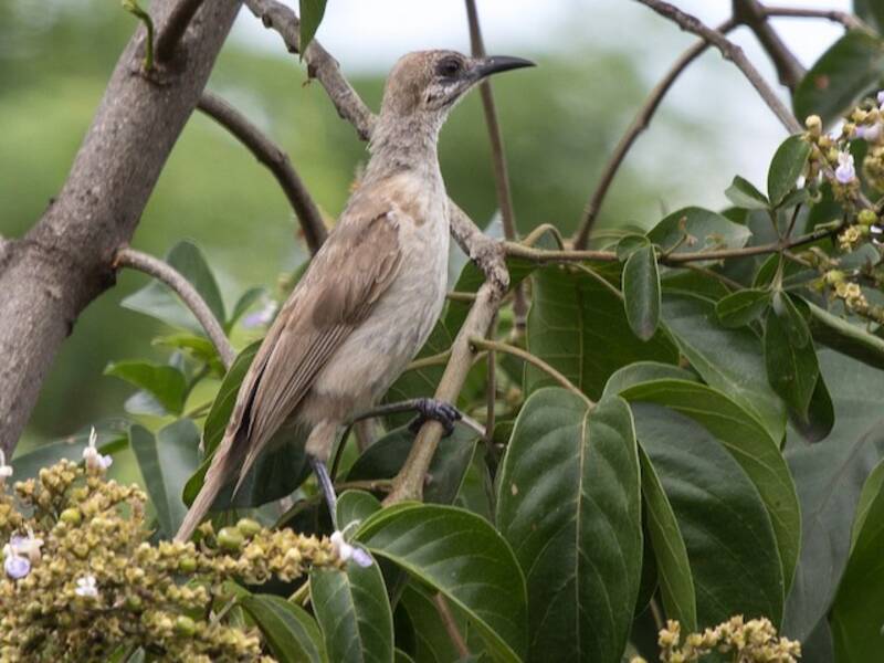 Timor Friarbird, Photos 3