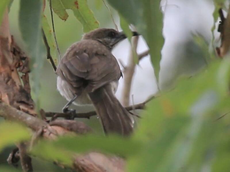 Timor Friarbird, Photos 4