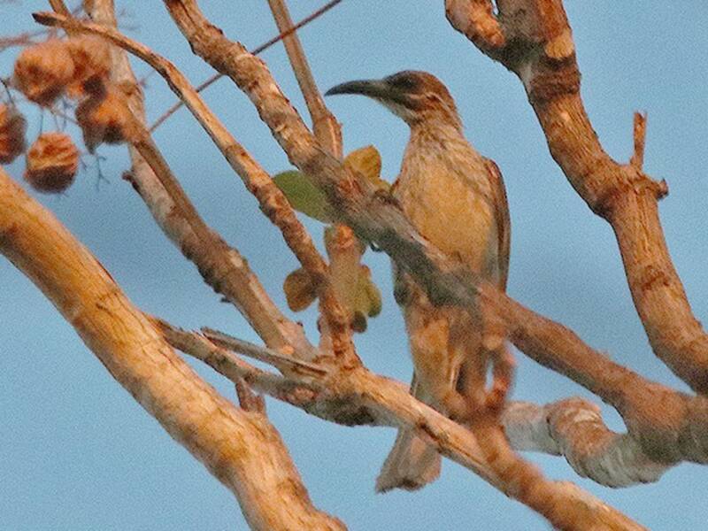 Timor Friarbird