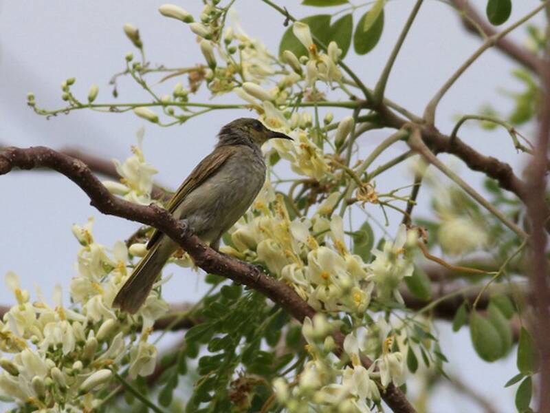 Timor Friarbird, Photos 2