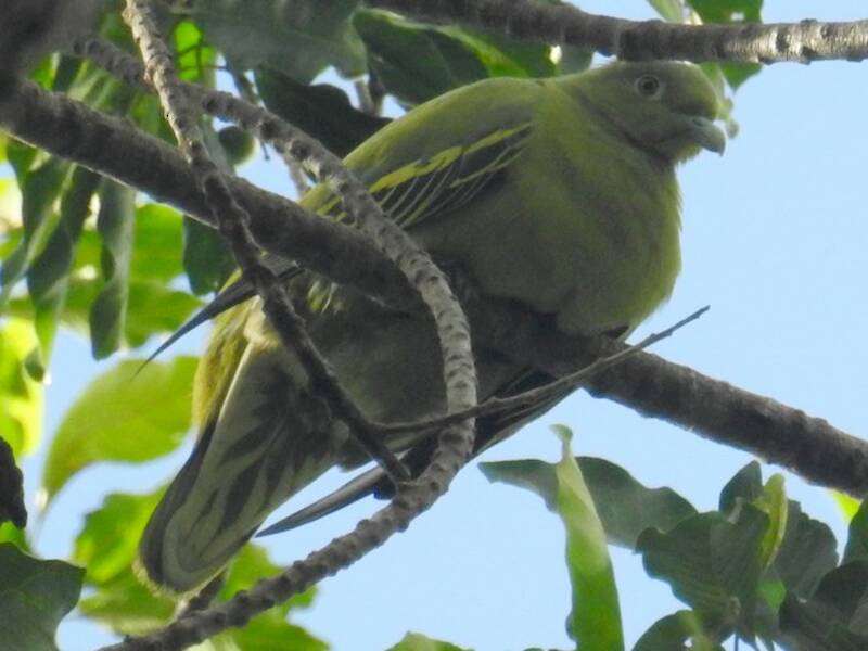 Colombar de Timor