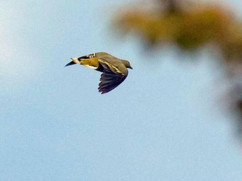 Timor-Grüntaube, Fotos 3