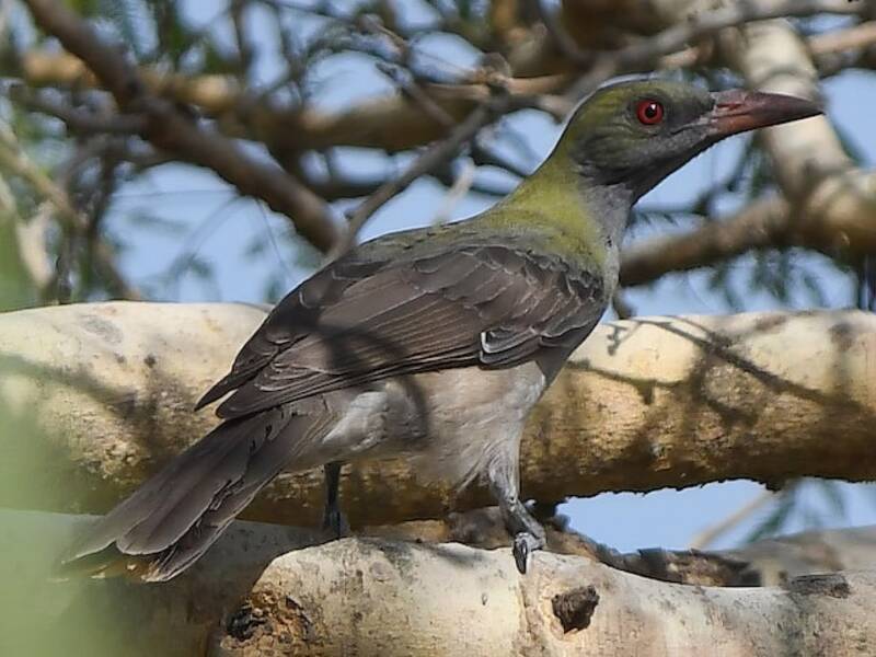 Oropéndola de Timor