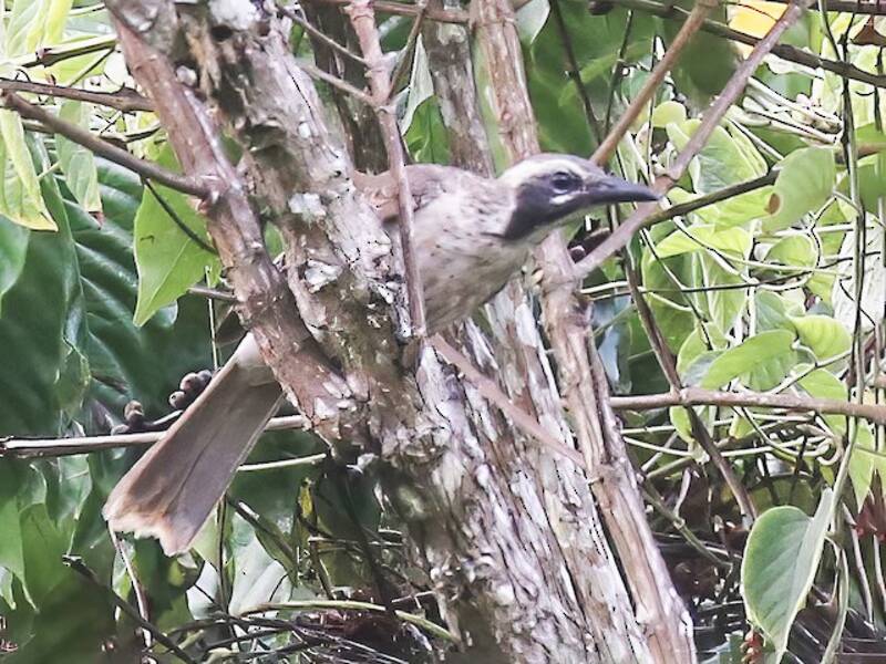 Oropéndola de Timor, Fotos 4