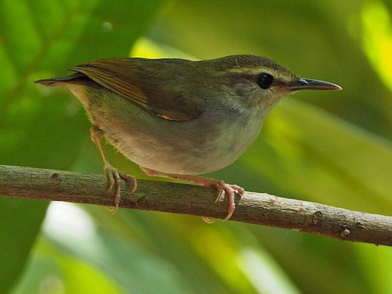 Codacorta di Timor, Foto 2