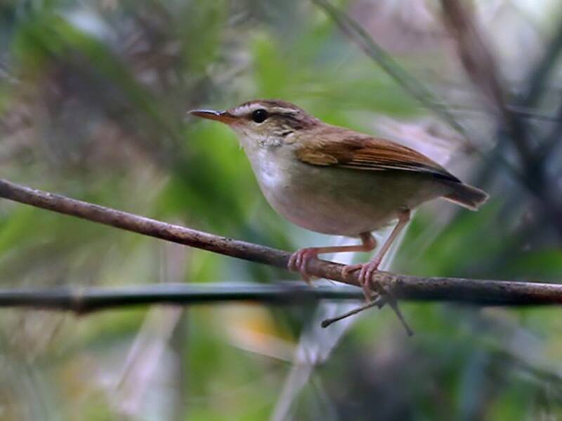 Codacorta di Timor, Foto 4