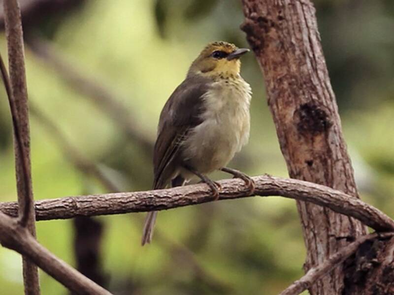 Occhialino di Timor, Foto 2