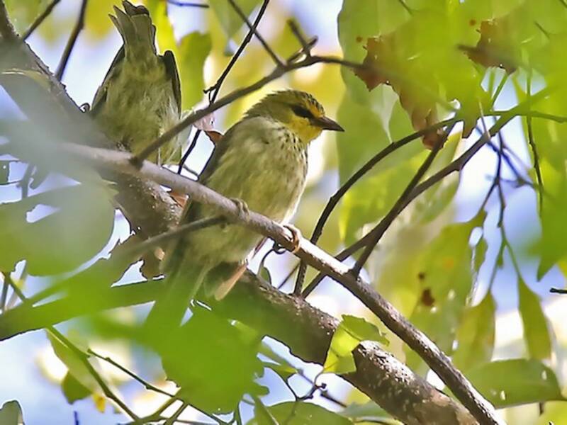 Occhialino di Timor, Foto 3