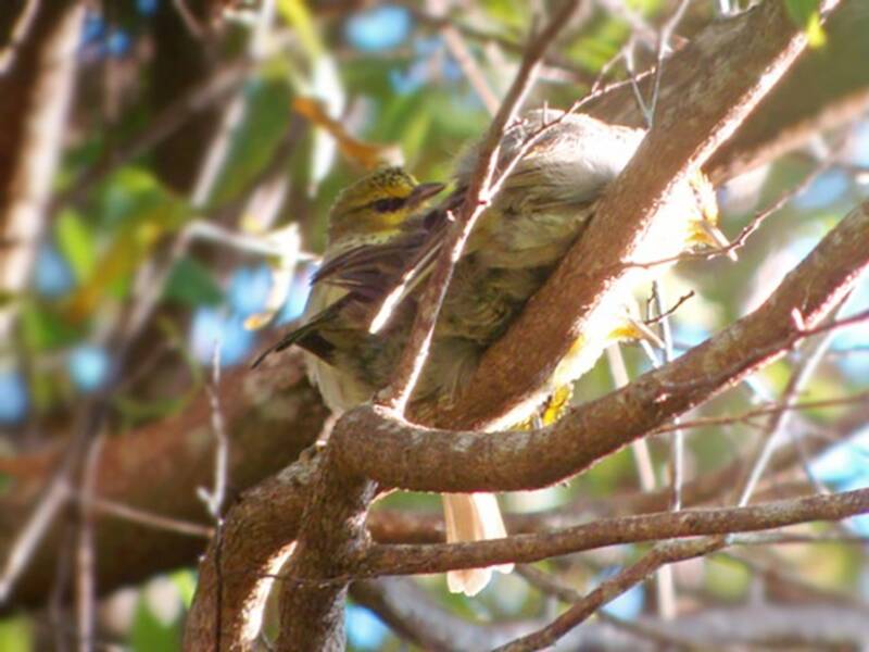 Occhialino di Timor, Foto 4