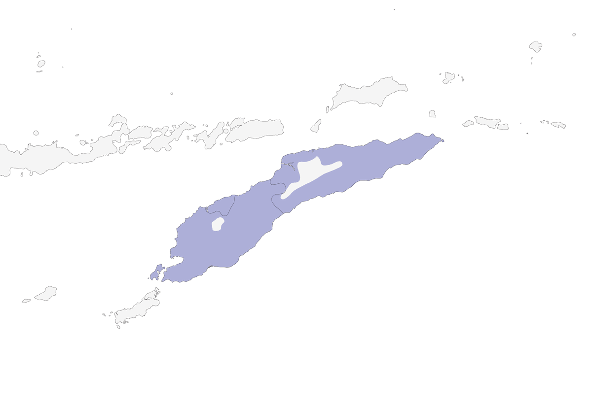 Occhialino di Timor, Distribuzione 1