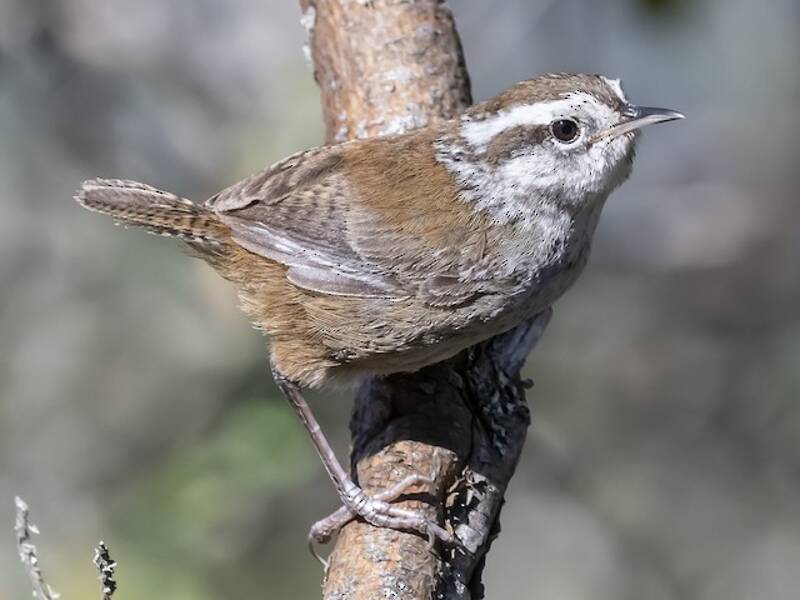 Timberline Wren, Photos 3