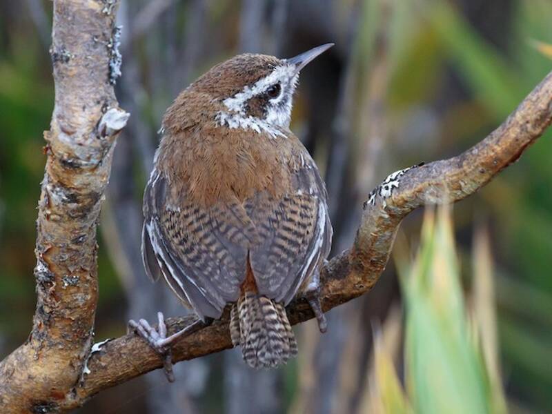 Timberline Wren, Photos 2