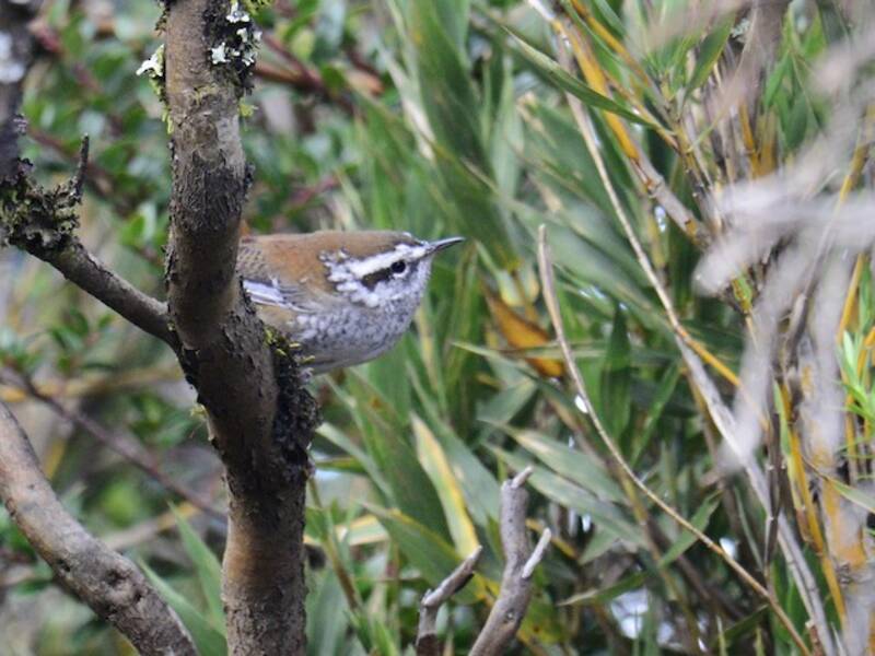 Timberline Wren, Photos 4