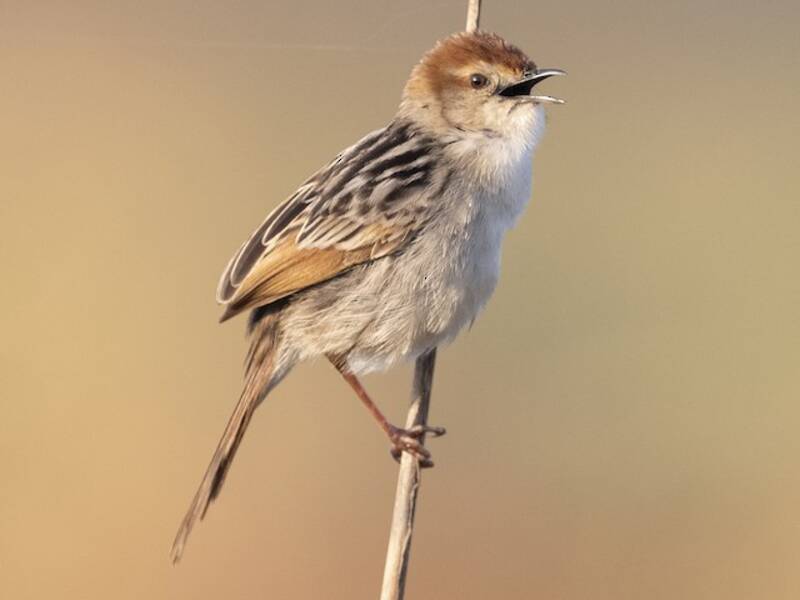 Levaillant's Cisticola, Photos 4