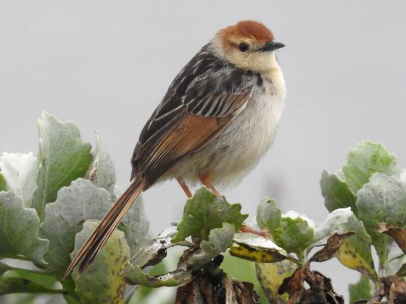 Levaillant's Cisticola, Photos 3