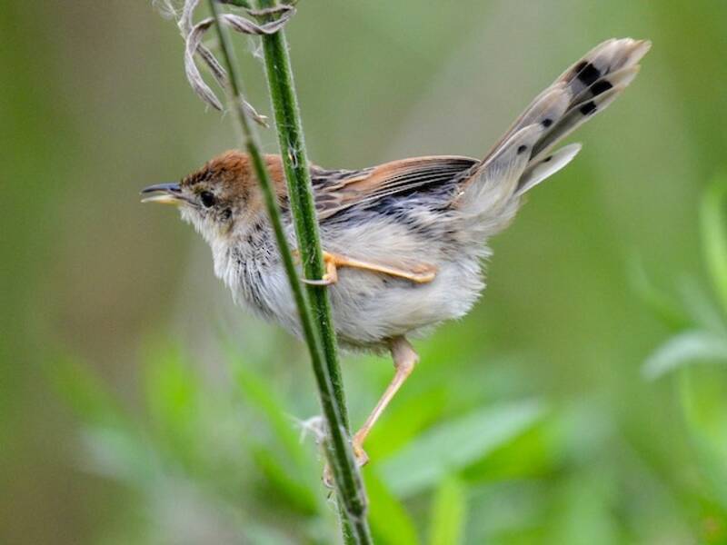 Levaillant's Cisticola, Photos 2