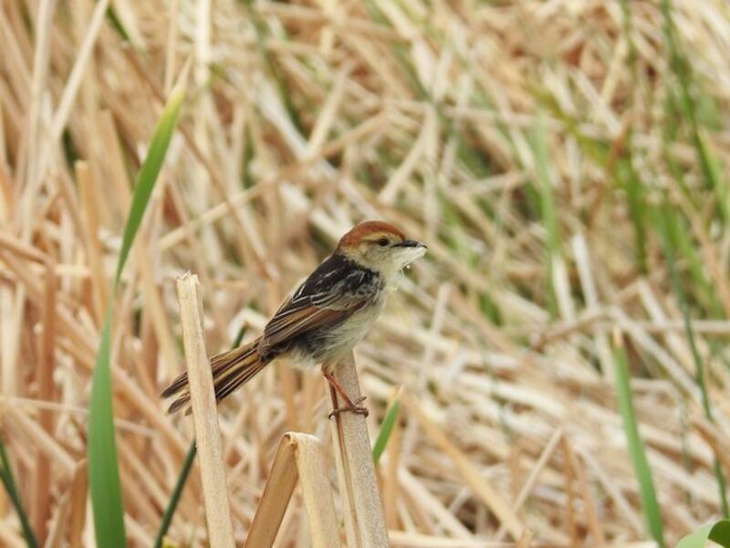 Levaillant's Cisticola