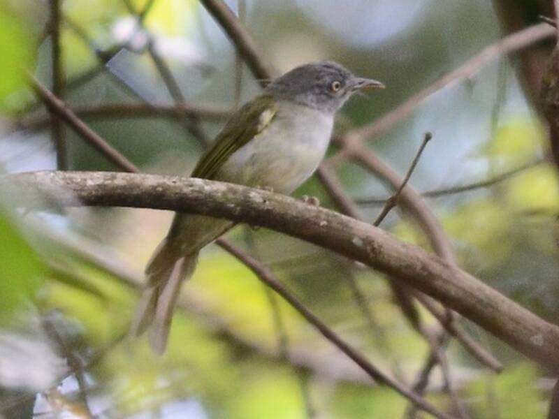 Tiny Greenbul
