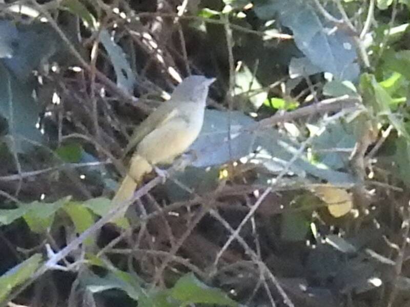 Tiny Greenbul, Photos 2