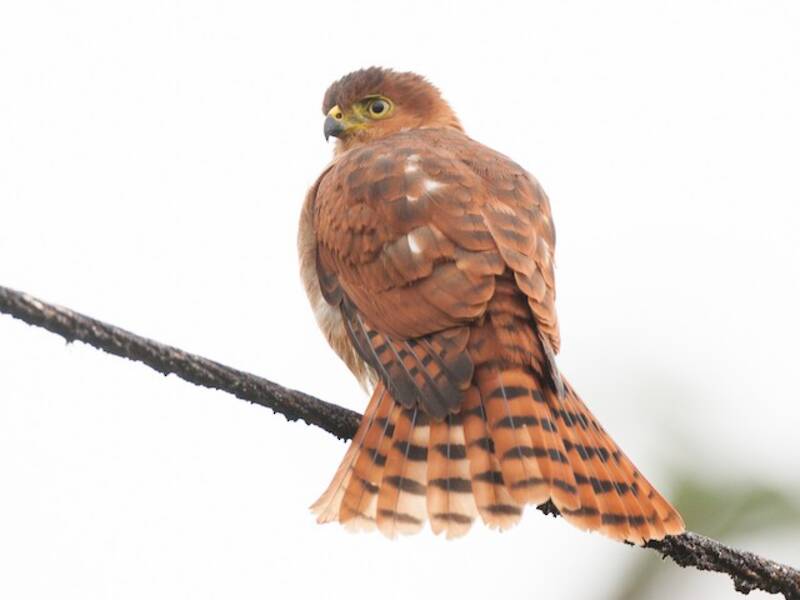 Tiny Hawk