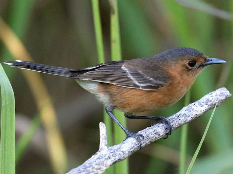 Tinian Monarch, Photos 4