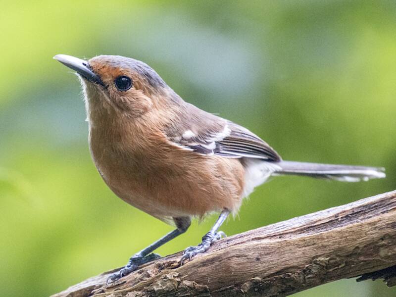 Tinian Monarch, Photos 2