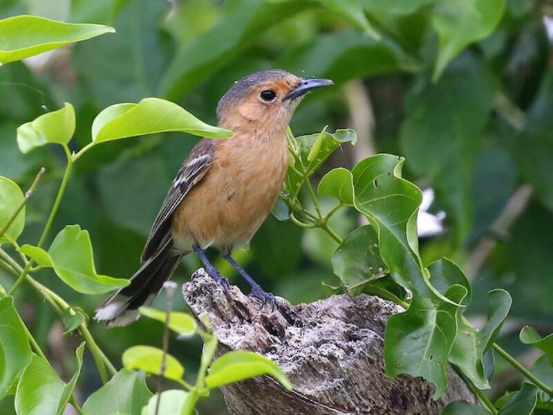 Tinian Monarch