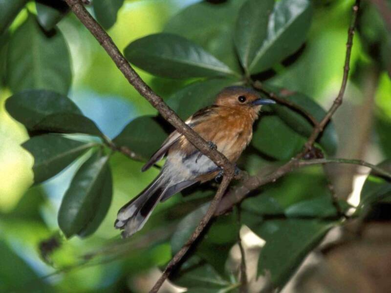 Tinian Monarch, Photos 3