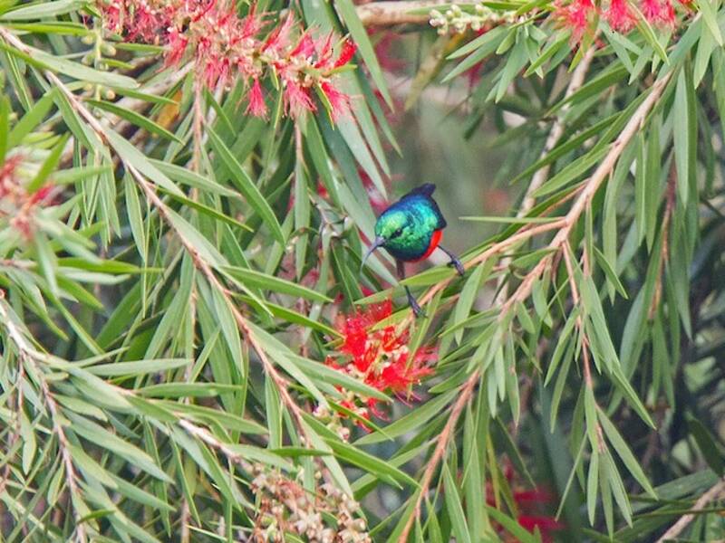 Nettarinia minuscola, Foto 3