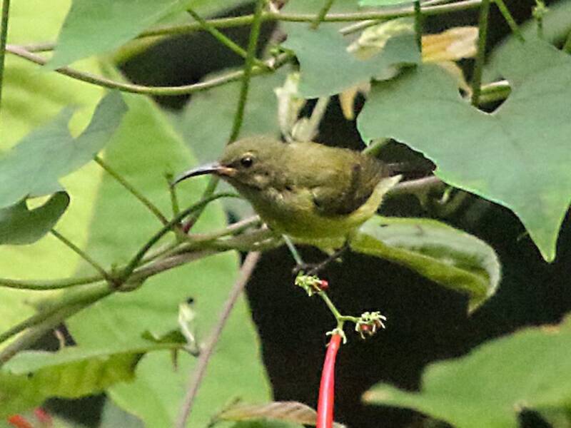 Nettarinia minuscola, Foto 4
