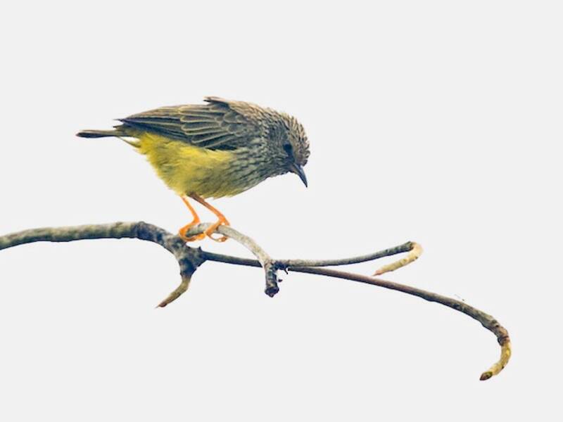 Tit-hylia, 照片 2